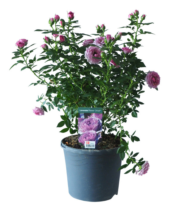 Haverose i 19 cm potte